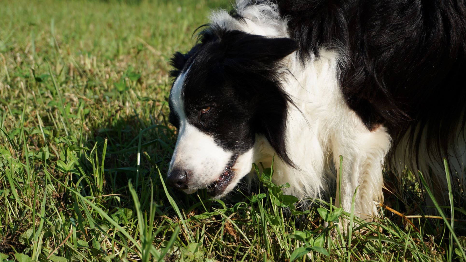 keď psy požierajú trávu