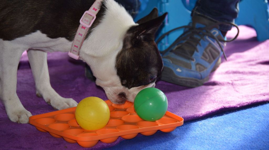 Hlavolam z obalu na&nbsp;vajíčka