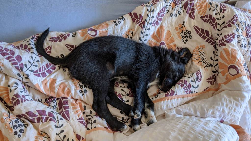 Keď si prinesiete domov&nbsp;psíka