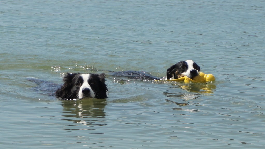 Ako ochladiť psíka počas leta