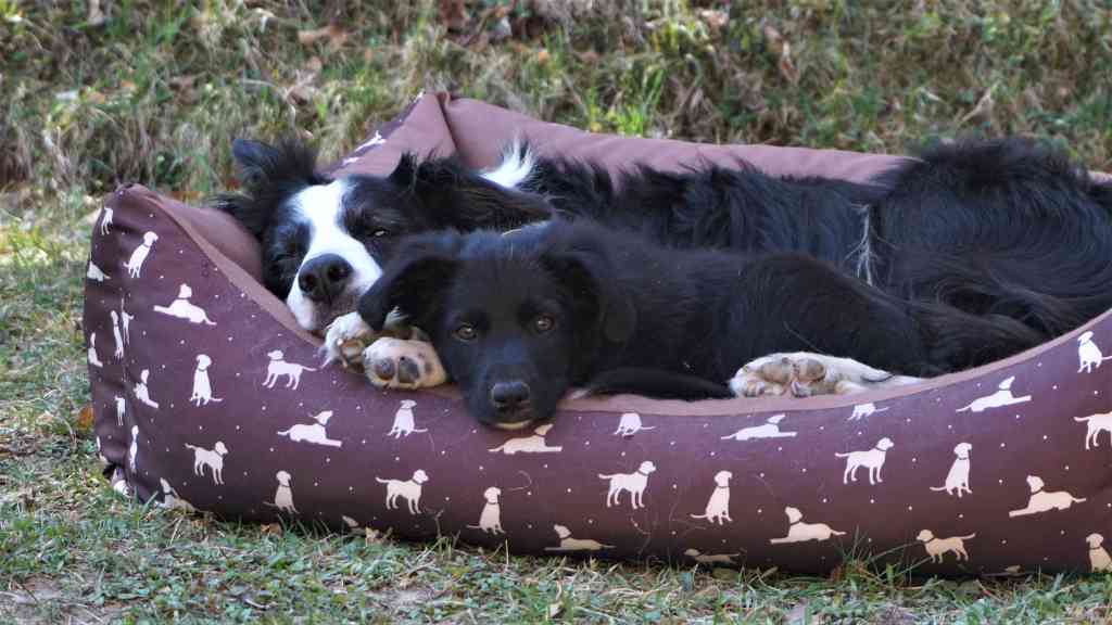 Príchod ďalšieho člena do&nbsp;rodiny