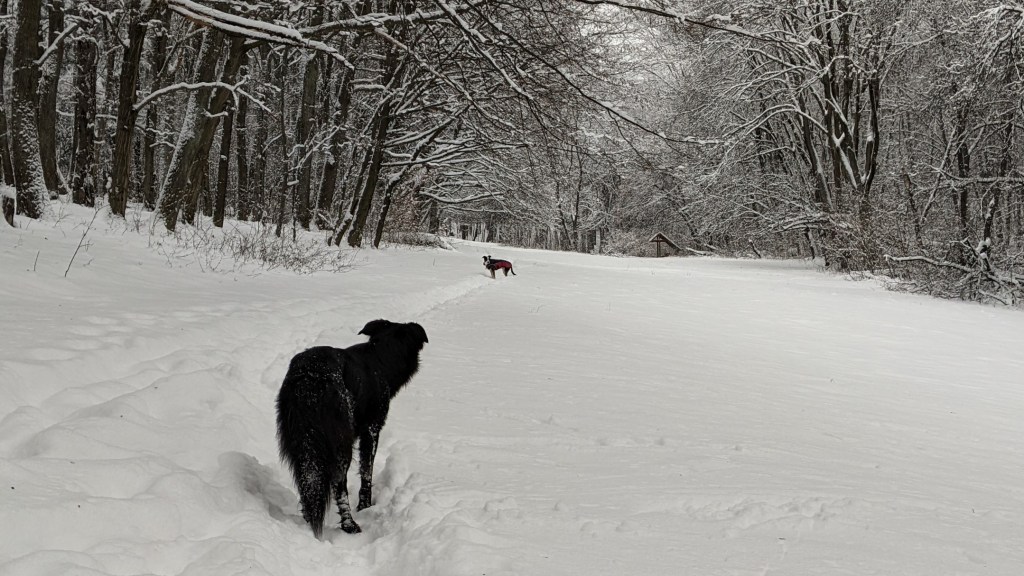 Prvý Silvester so&nbsp;psíkom
