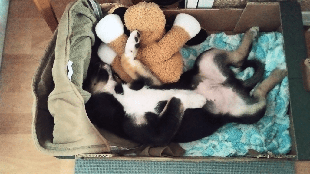 3 tipy, ako vytvoriť pohodlný domov pre nové šteniatko