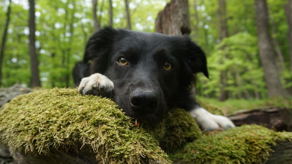 Najčastejšia chyba majiteľov