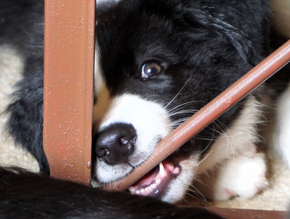 3 časté chyby v tréningu psíka