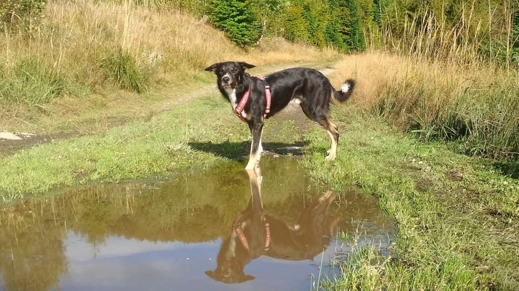 Byť v konflikte so svojím psom